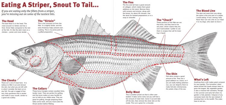 If you are eating only the fillets from a striper, you're missing out on some of the tastiest bits.
