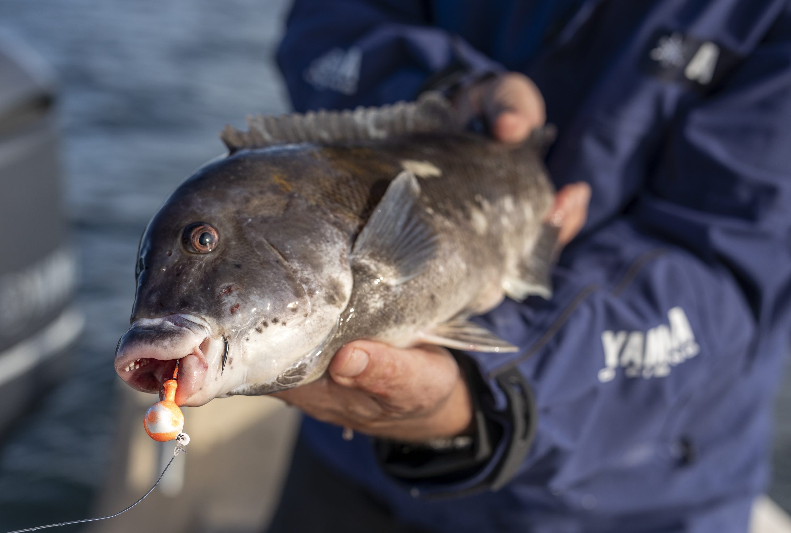 tautog