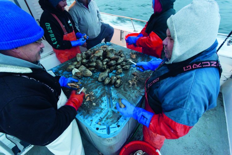Fresh clam baits, shucked on-site, can make all the difference when cod are being picky.