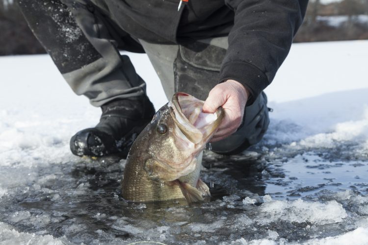 A 6-pound largemouth bass being lifted out of the ice.