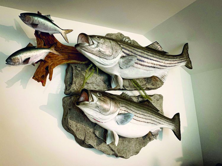 This one-of-a-kind mount shows Captain Blaine Anderson's two largest striper bass; a 64-pounder and a 57-inch estimated 74-pounder.