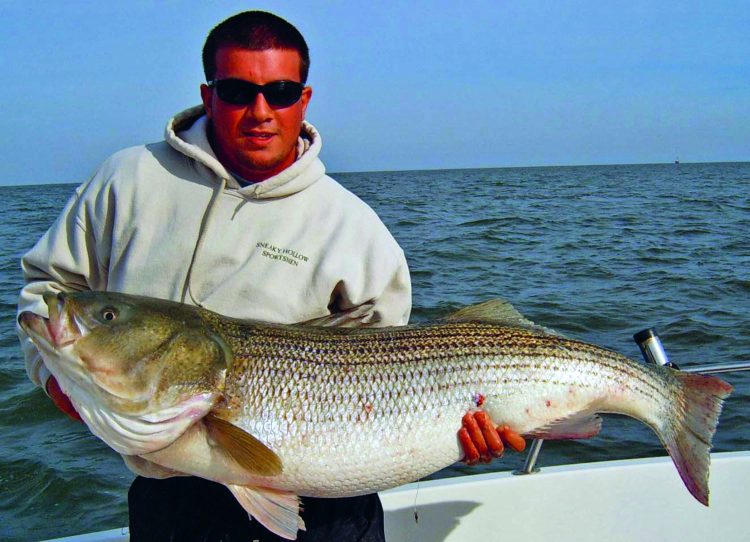 From the 2000s to early 2010s, one of those places was Delaware Bay in November. Robby Jiacopello caught this jumbo D-Bay bass on a chunk with Captain Scott Newhall.