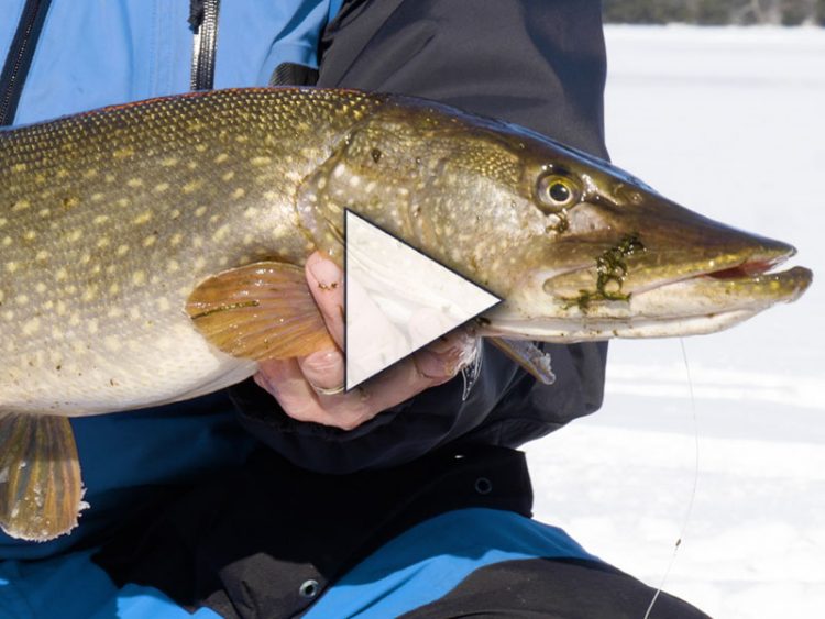 Tip-Up Fishing for Northern Pike
