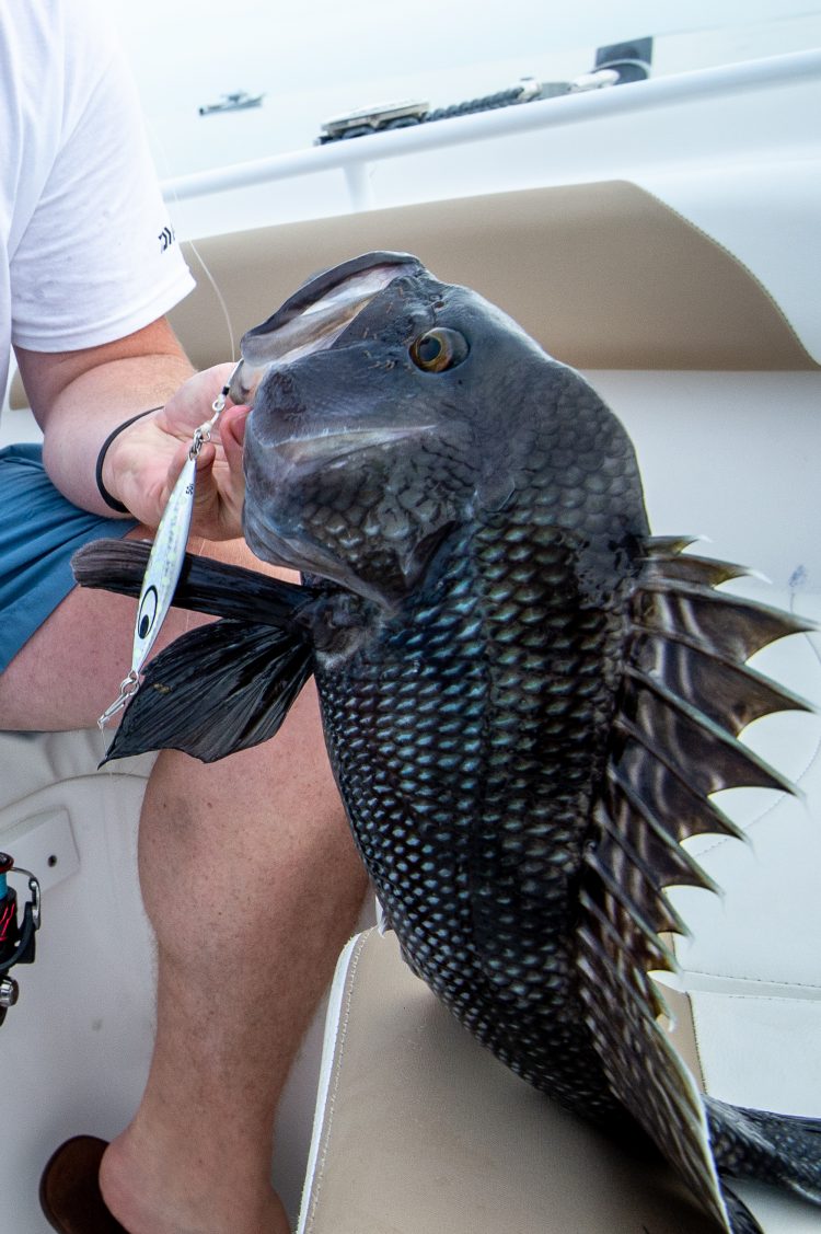 Black sea bass are members of the Serranidae family.