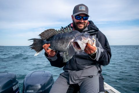 Buzzards Bay Black Sea Bass