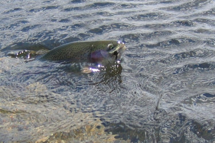 Trout, panfish, and tidal holdover stripers to 40-inches continue to keep anglers busy during the winter months.