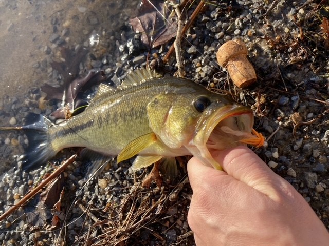 A cold weather largemouth bass; caught on a bobber and jig.