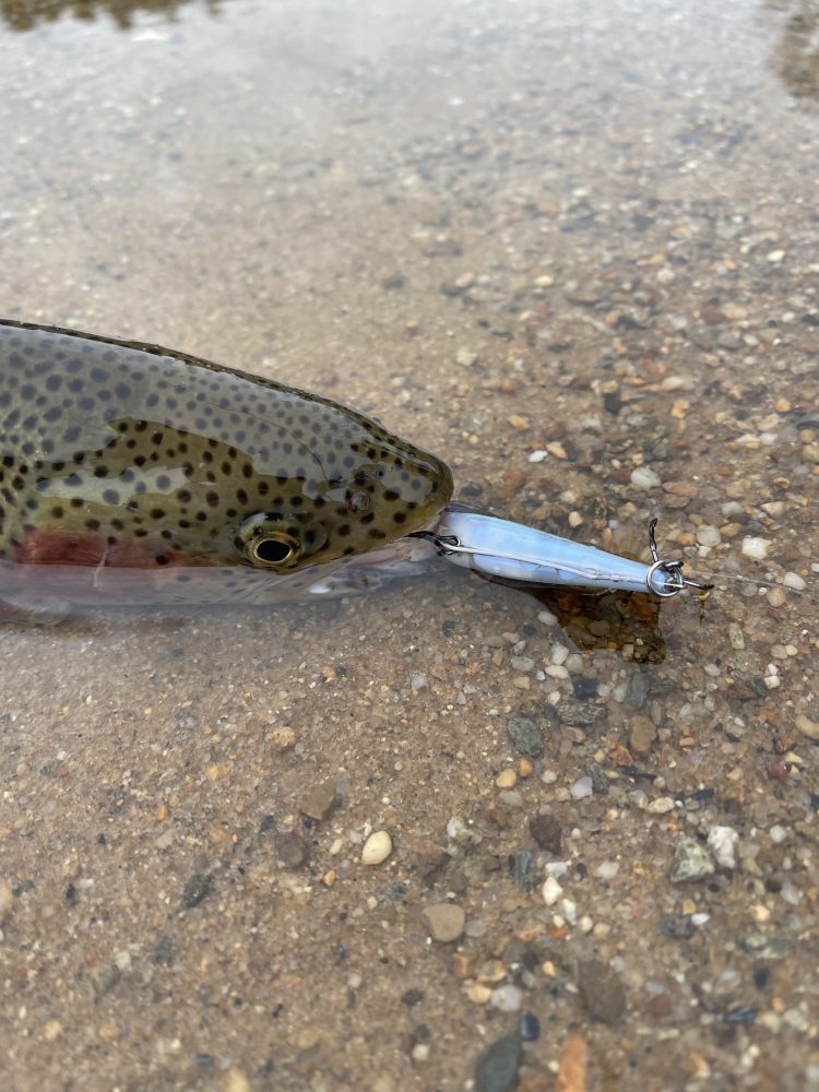 With steady weather for the next few days, there are opportunities for trout, holdover stripers, and bottom fish on party boats.