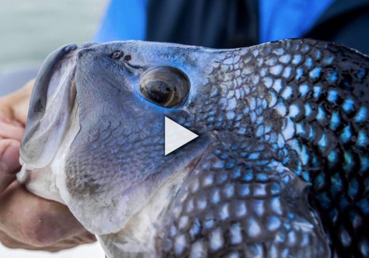 Season 18, Episode 2: Cape Cod Black Sea Bass (On The Water Angling Adventures)