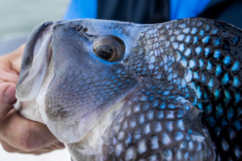 Gear and lures used by Anthony and Chris during the spring black sea bass spawn in Buzzards Bay, MA.