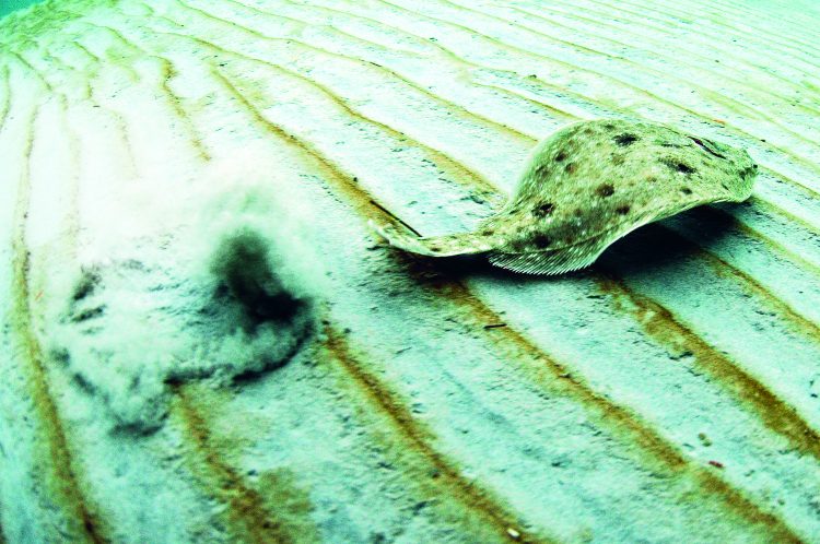 Photo Credit: Jason Arnold