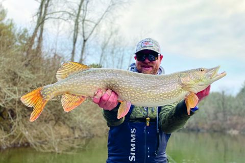 Northern pike adapt to seasonal freshwater temperature patterns. Learn the gear, techniques, retrieves, and flies to catch these predatory fish.