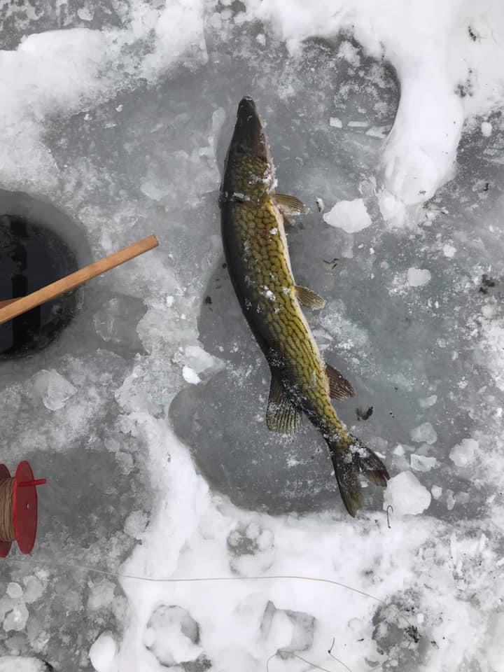 Photo courtesy of David Henault.