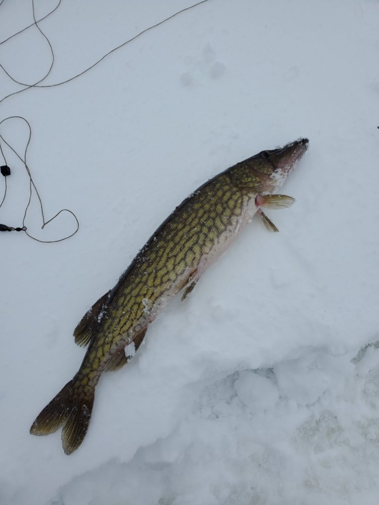 The ice should hold up, and the extended forecast is calling for below-freezing temperatures, beginning Monday.