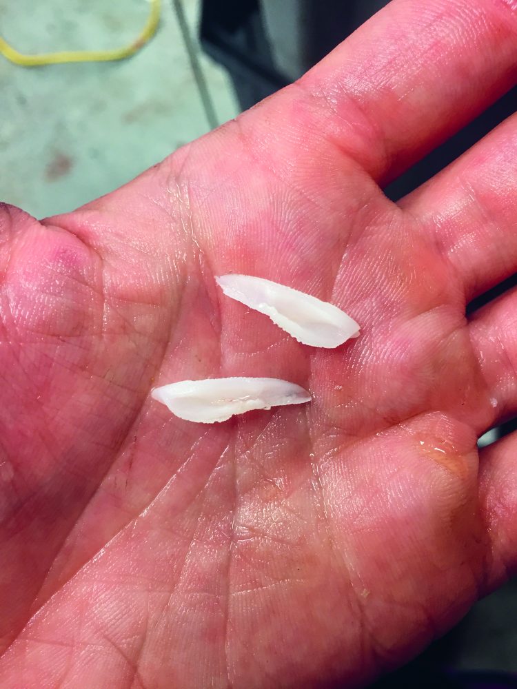 The research team plans ton continue their otolith analysis to determine whether changing ocean conditions may influence stock mixing rates.