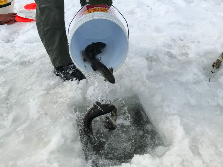 Laurel Run Reservoir trout stocking