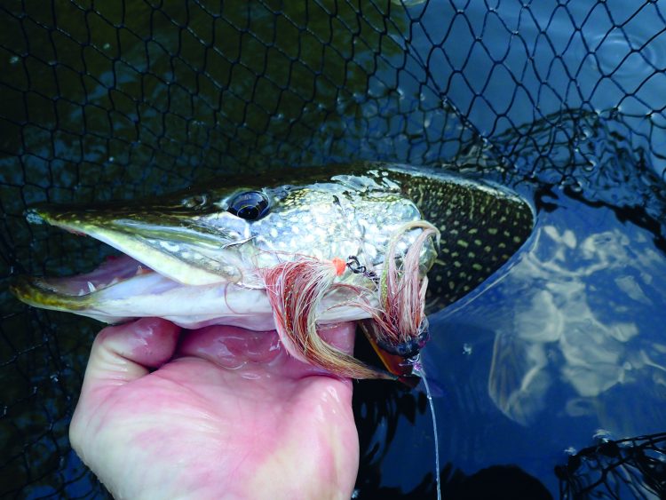 Pike flies have a mesmerizing action as they come through the water, moving side to side, like a big, wounded baitfish.