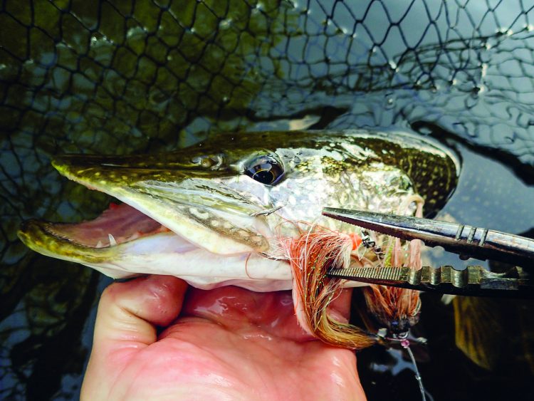 Always carry a pair of pliers to remove hooks from the toothy mouths of northern pike.