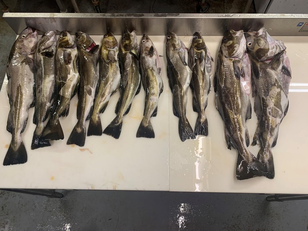 There is lots of good ice in the Ocean State and the hardwater bite should be steady for the next week.