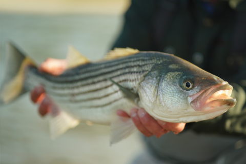 Gear & Tackle | Spring Run Stripers on Cape Cod | S18 E1