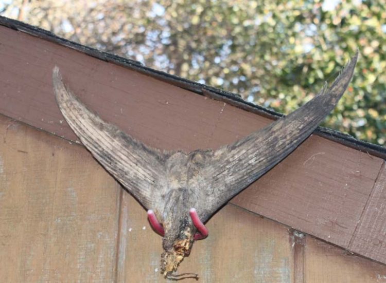 Hanging the tail on the wall of your garage or shed is a good method for drying it out, which can take several months.