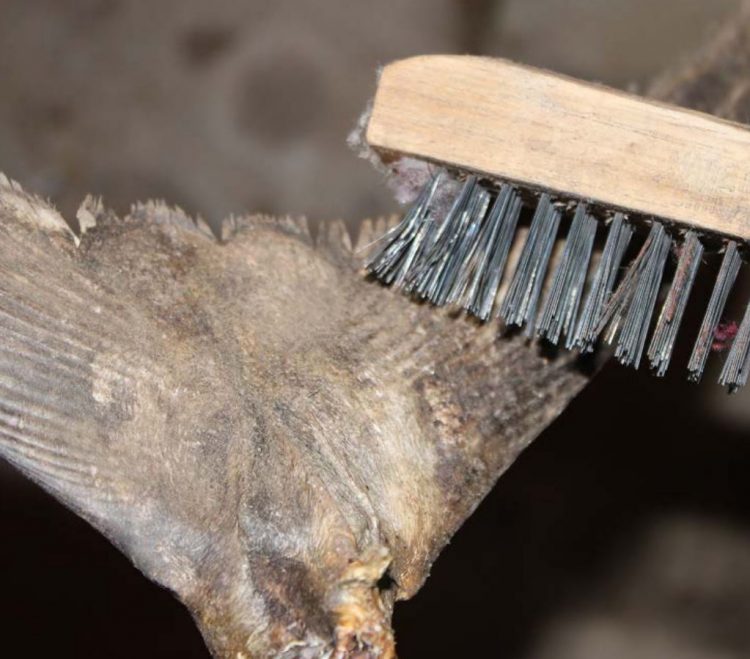 It's important to clean up the tail with a wire brush before painting it.