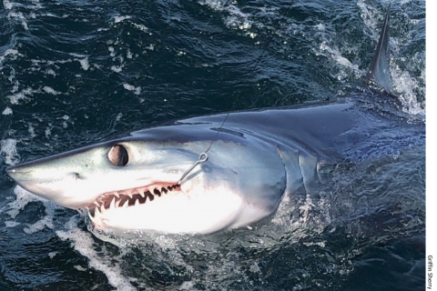 Shark Survey Coming to HMS Permit Holders