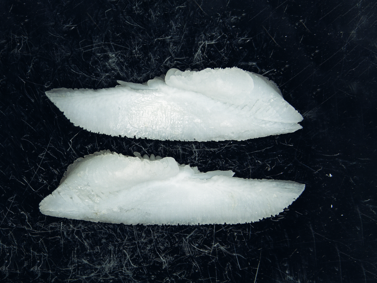 The vast majority of bluefin tuna the research team sampled were from the Mediterranean Sea.