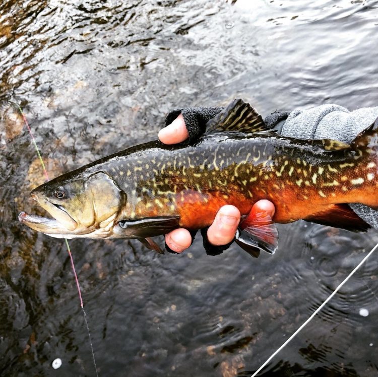 Connecticut Trout