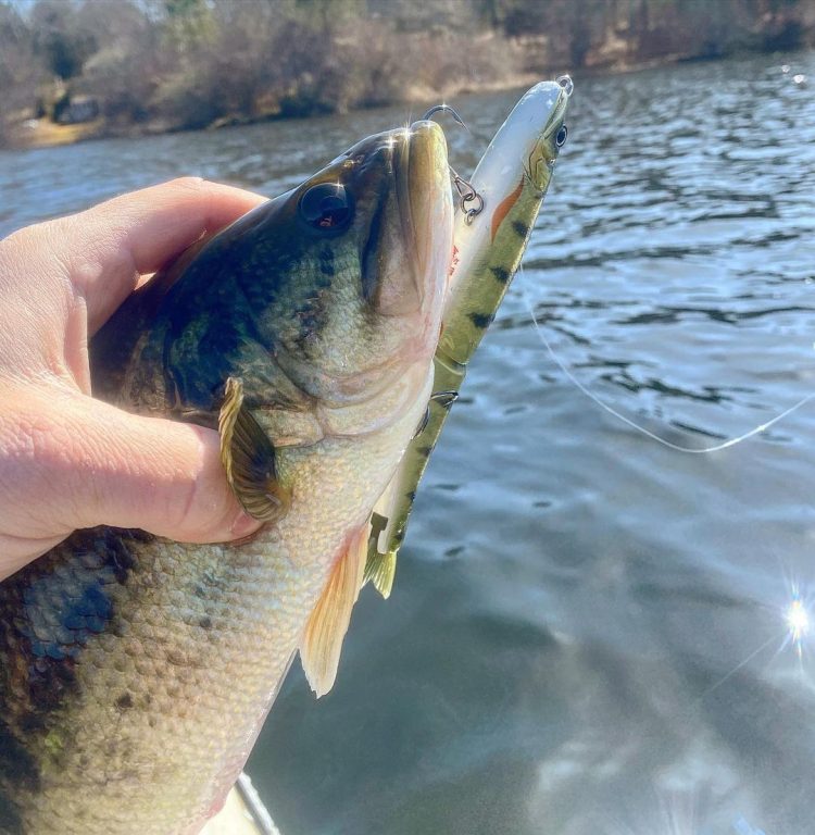 Largemouth Bass Swimbait Lure