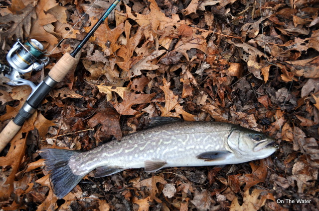 Grews Pond Trout