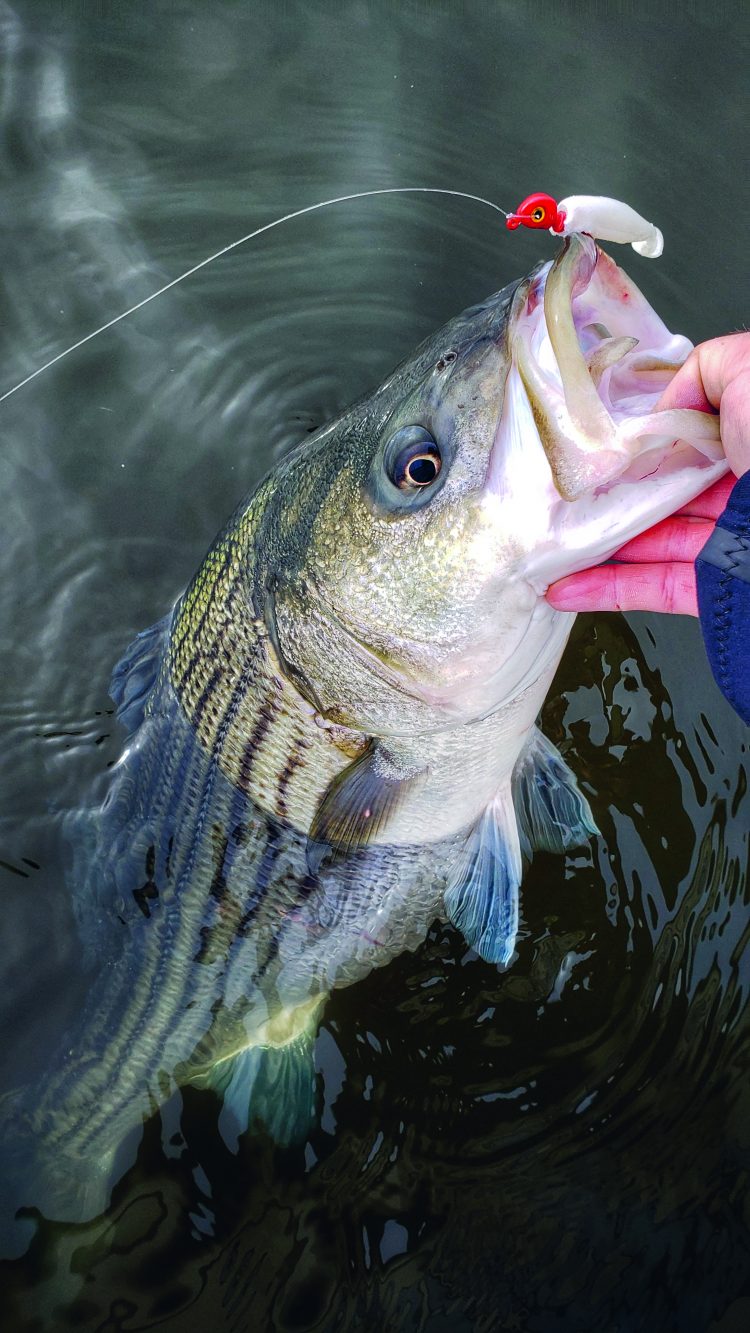 South Jersey's spring striper run