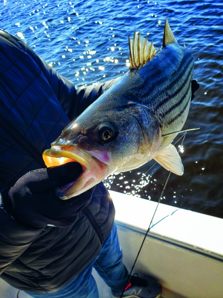 South Jersey's spring striper run