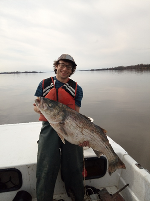 Striped Bass Mycobacteriosis