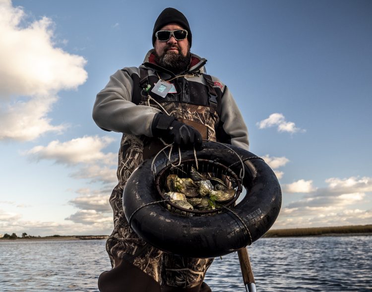 how to gather oysters on Cape Cod