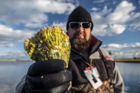 Cape Cod Oyster