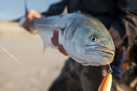 New Jersey Bluefish