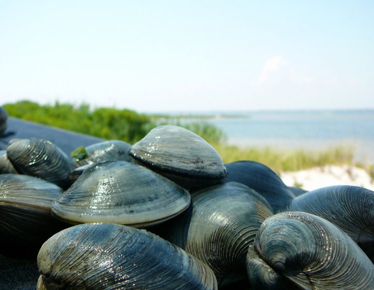 Fire Island Clams