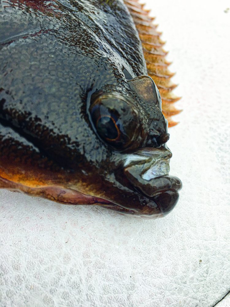 Winter Flounder Close-up