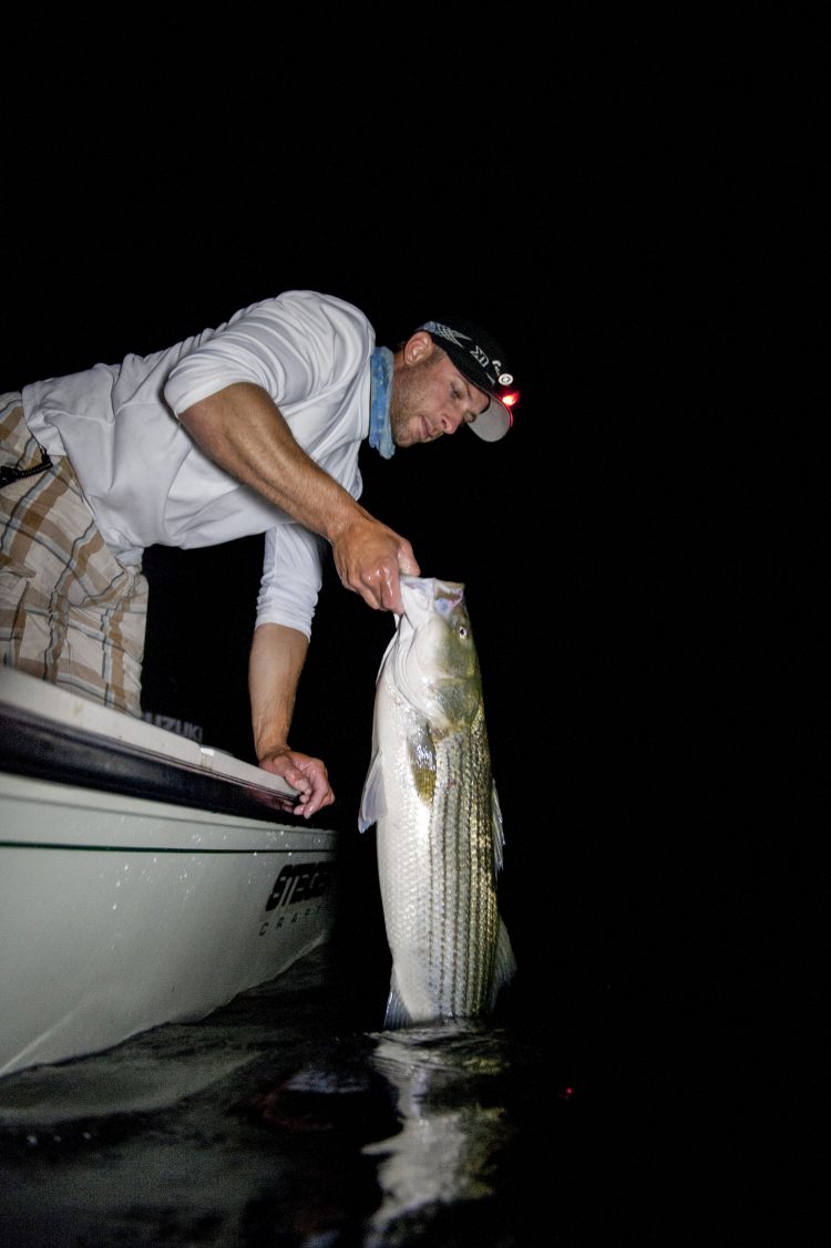 Charter Trip Striped Bass