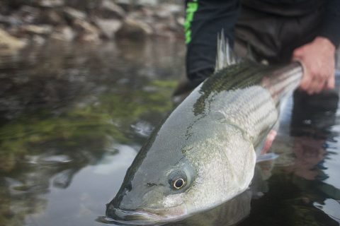 Catch and Release Striped Bass