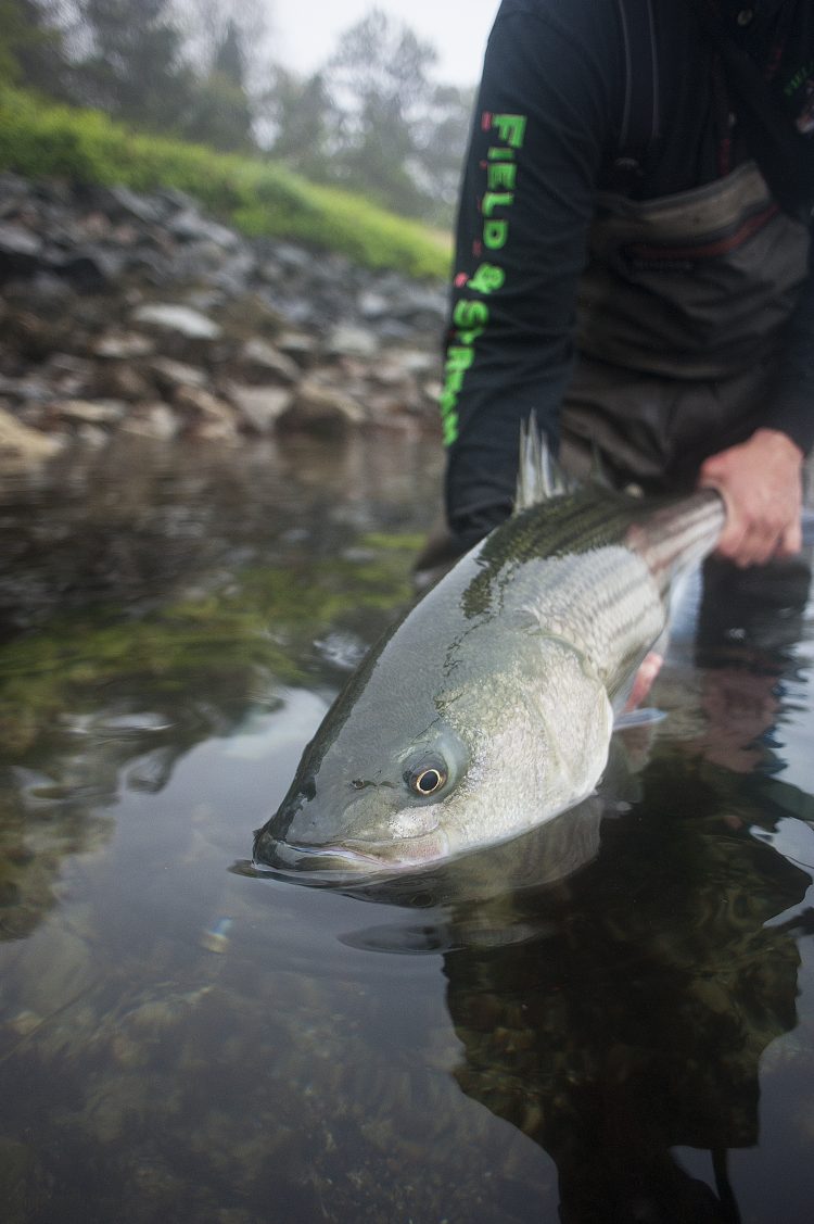 Catch and Release Striped Bass