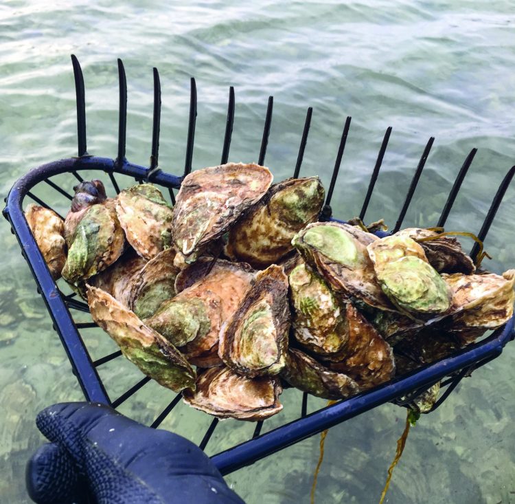 Rake full of oysters