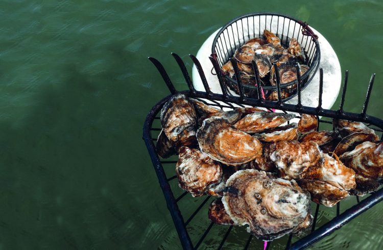 Harvesting Oysters