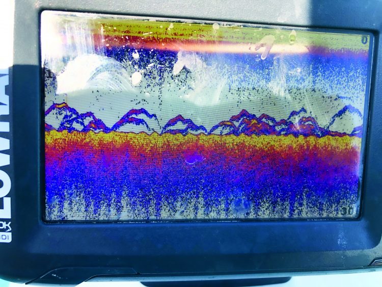 Striped Bass Fishfinder