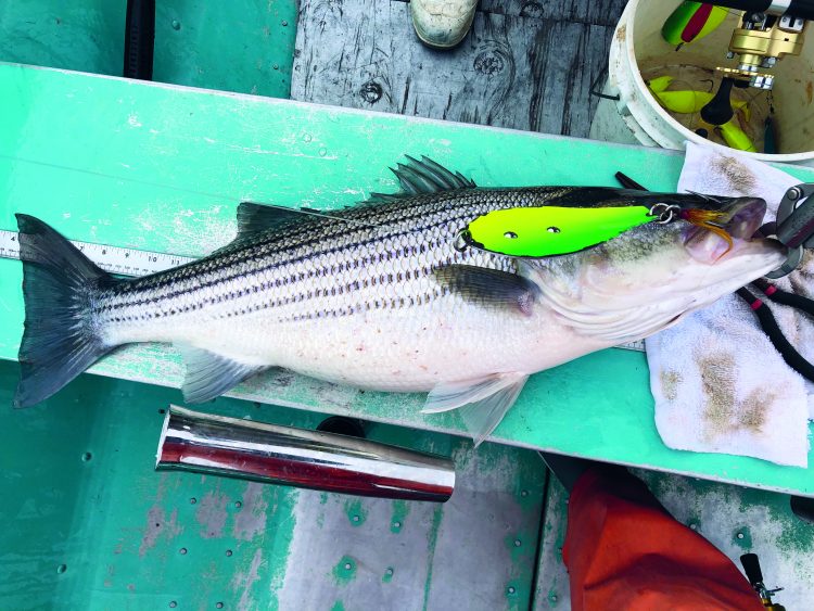 Striper Bunker Spoon