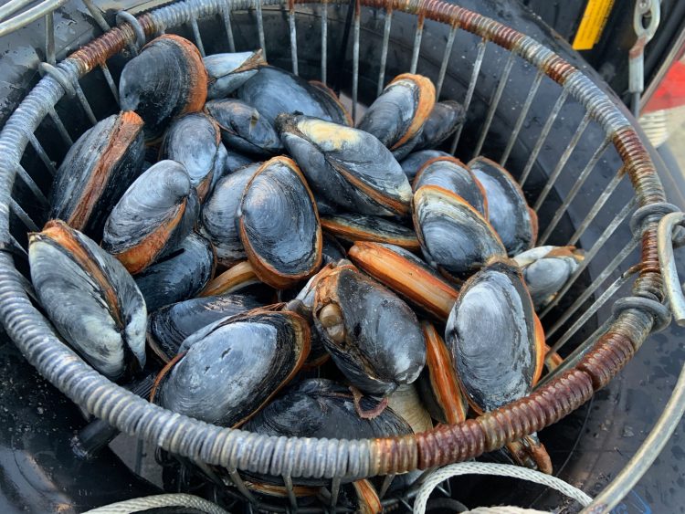 Soft shelled clams steamers