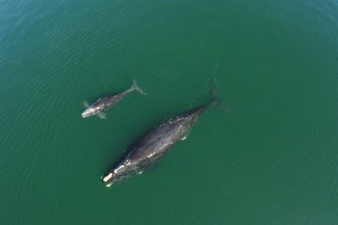 Be on the Lookout for Right Whales in Cape Cod Bay