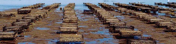 Oyster Farm