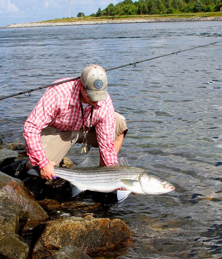 Cape Cod Canal Striped Bass